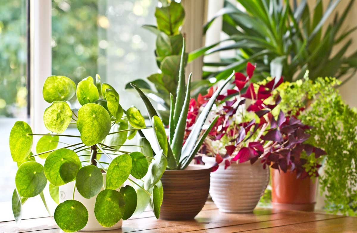 Staging Your Home with Plants Cascade Manufacturing