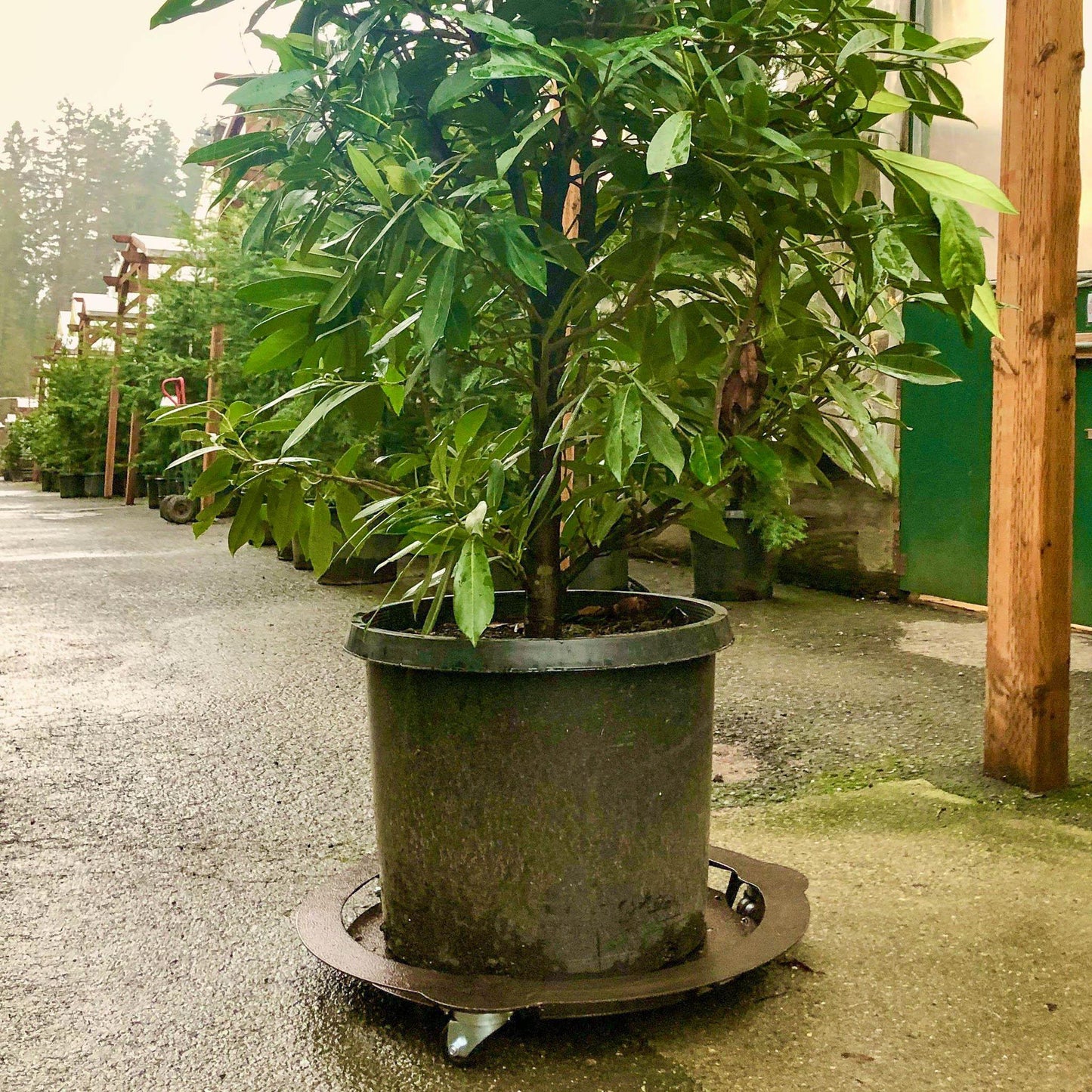 Extra Heavy Duty Plant Caddy-Plant Caddy-Cascade Manufacturing