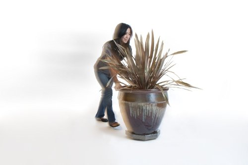 MMove your patted plants on rolling plant caddies