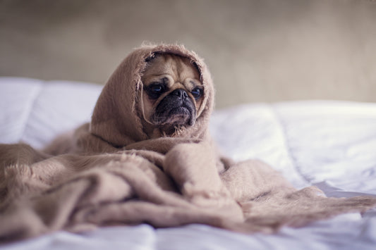 How to Help Animal Rescues During Hurricane Harvey-Cascade Manufacturing