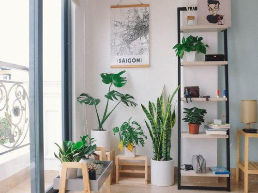 Improving Your Indoor Living Space with Houseplants-Cascade Manufacturing