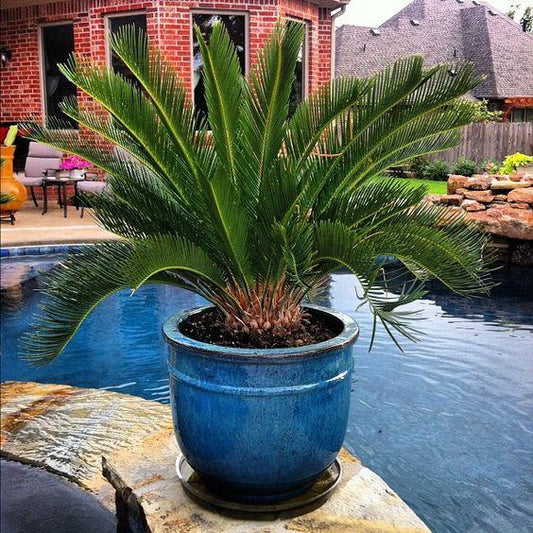 Great Plants for Patio and Pool Side Containers-Cascade Manufacturing
