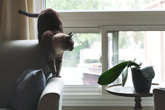 DIY cat shelf
