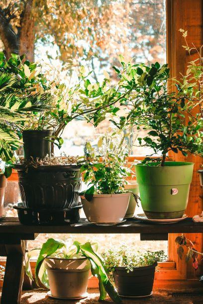 Fall Season Prepping for Your Yard and Potted Plant-Cascade Manufacturing