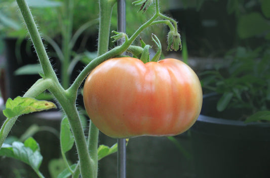 How to Grow Tomatoes Without a Garden-Cascade Manufacturing