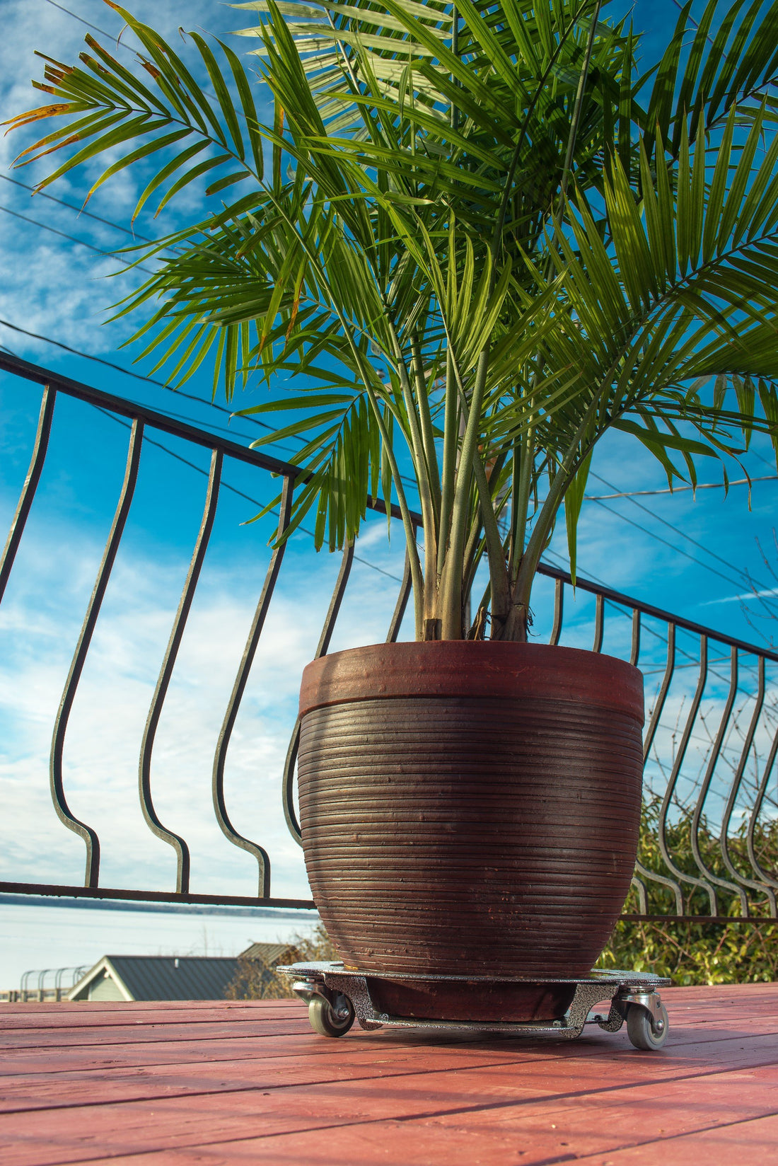 Selecting a Plant Caddy for Heavy Potted Plants-Cascade Manufacturing