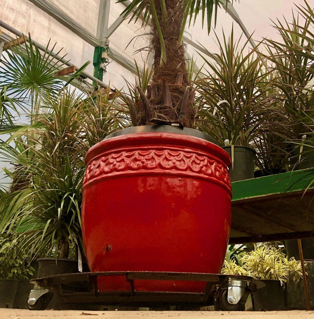 Here's All You Need to Know About Plant Caddies-Cascade Manufacturing