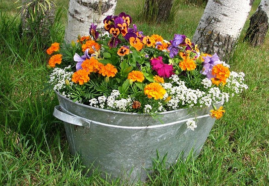 Choosing Pots for Container Gardening