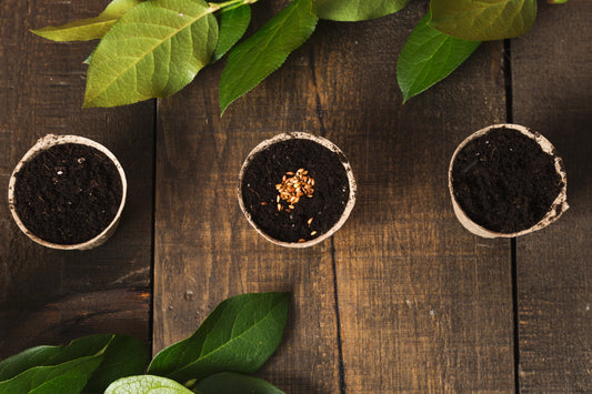 Winter Gardening Indoors