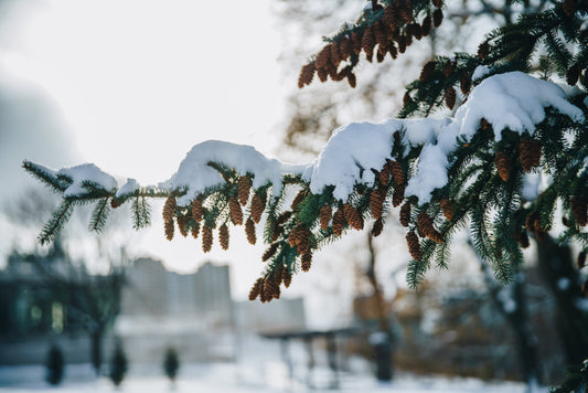Winter garden