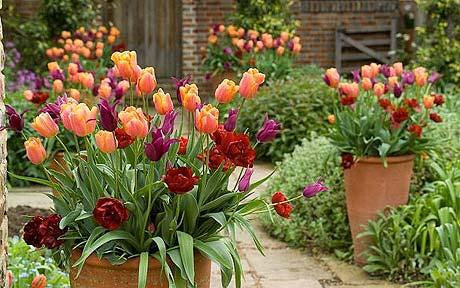 how to plant spring bulbs in containers