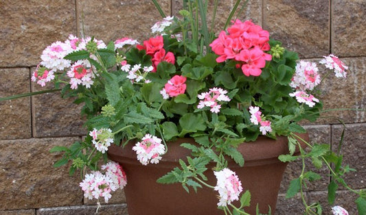 Best plants for container gardening
