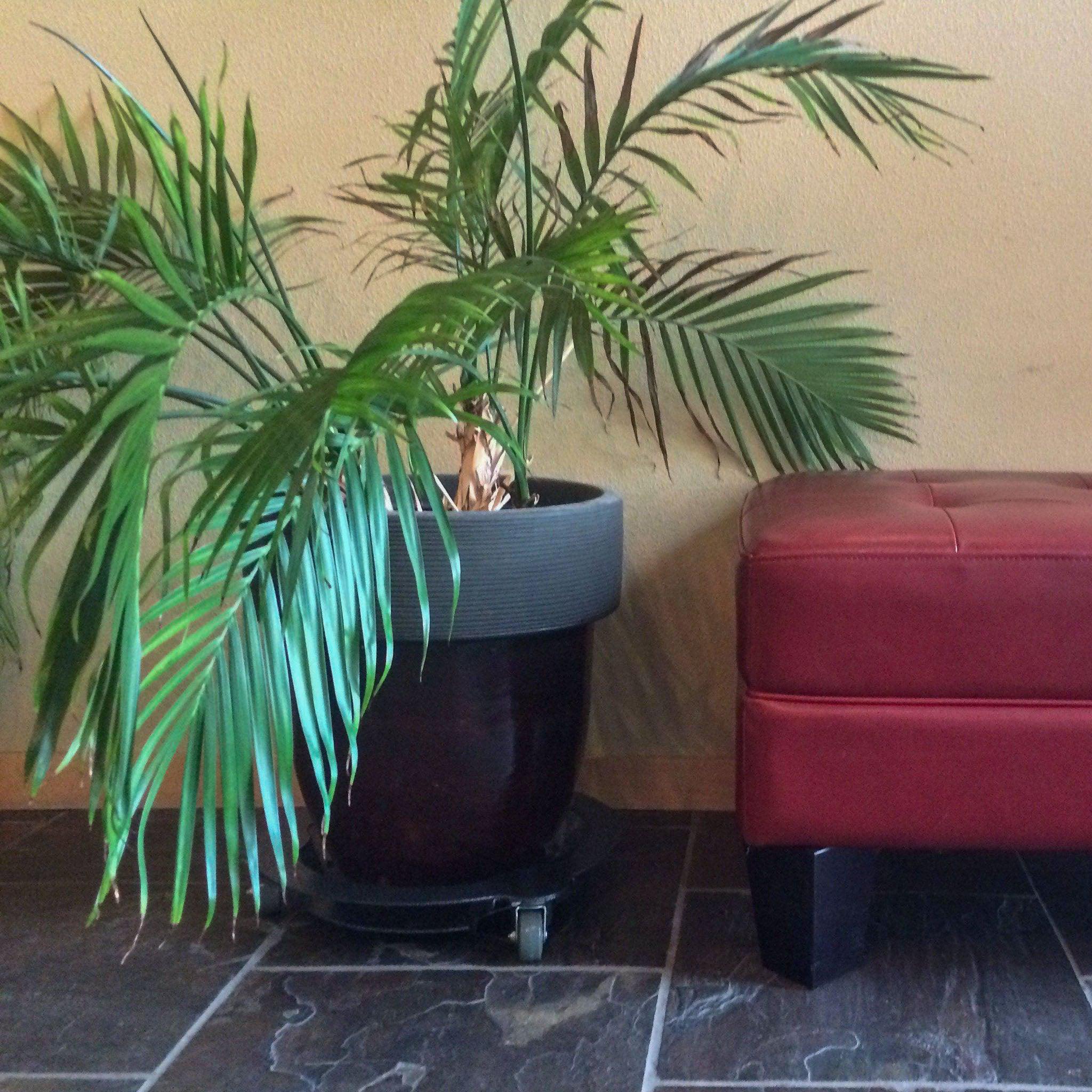 indoor rolling plant stand Heavy Duty Plant Caddy – Cascade Manufacturing