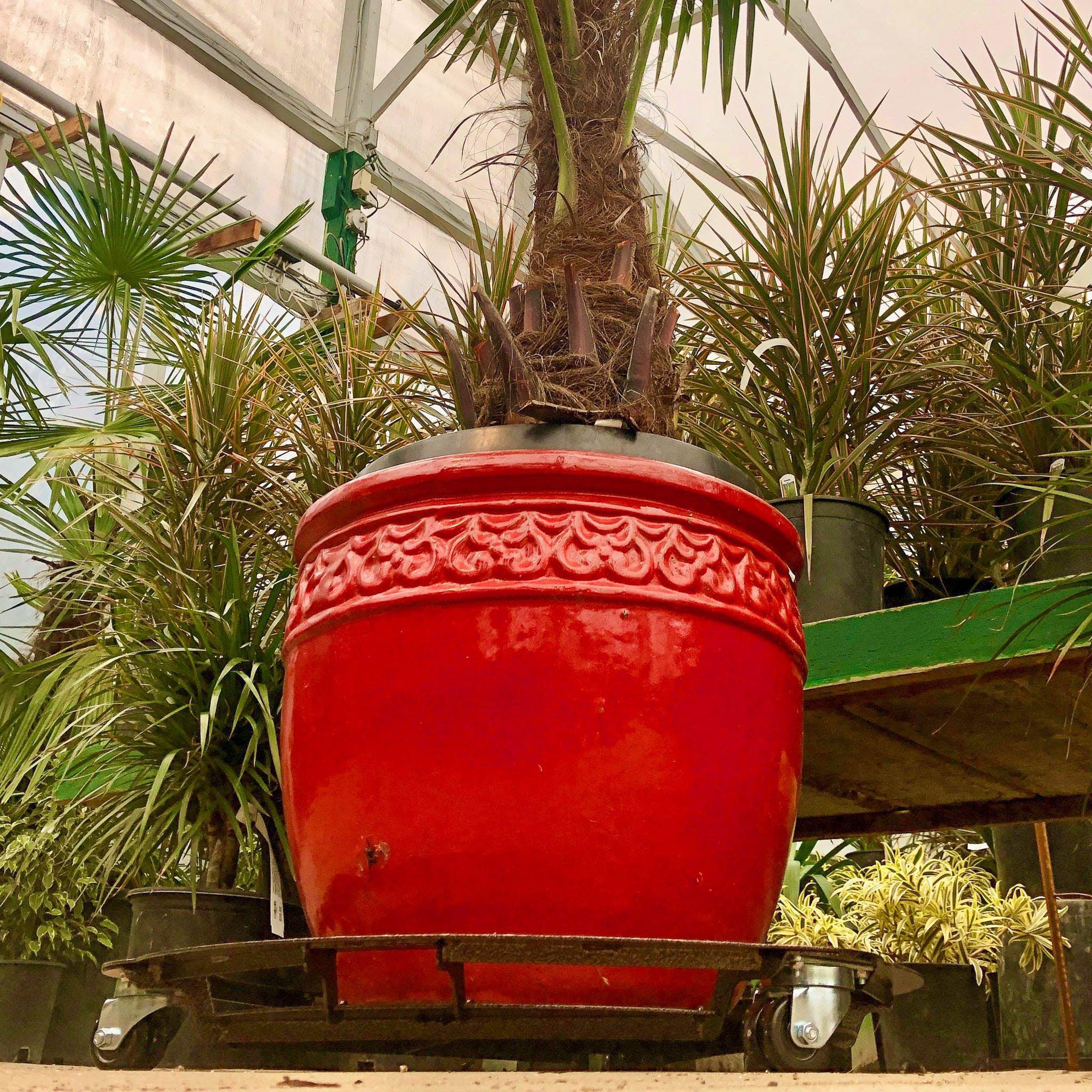 heavy duty pot plant stands Extra Heavy Duty Plant Caddy – Cascade Manufacturing