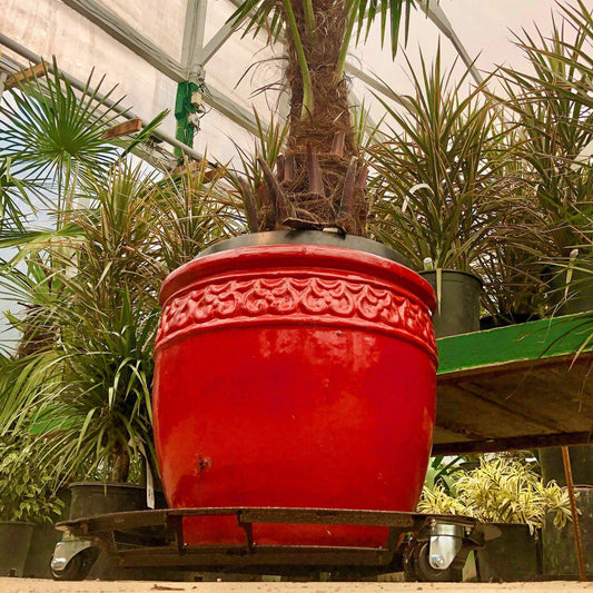 Cascade Manufacturing's powder coated steel extra heavy duty rolling plant caddy with a red pot on top with a heavy tropical tree planted